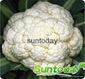 Sutnoday 60 days after transplanting cauliflower seeds(A41001) 1