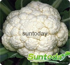 Sutnoday 60 days after transplanting cauliflower seeds(A41001)
