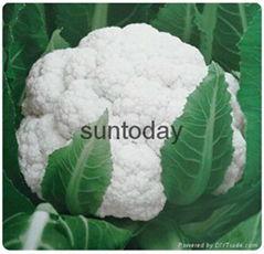 Sutnoday 70 days after transplanting cauliflower seeds(A41001)