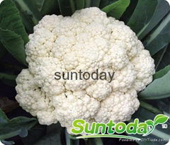 Sutnoday 85 days after transplanting cauliflower seeds