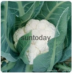 Sutnoday 55 days after transplanting cauliflower seeds