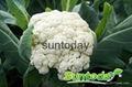 Sutnoday 65 days after transplanting cauliflower seeds 1