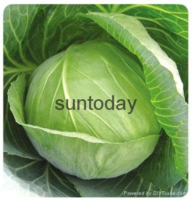 Sutnoday compact,round shape,green colour cabbage seeds