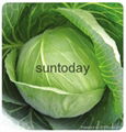 Sutnoday compact,round shape,green colour cabbage seeds