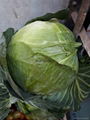 Sutnoday compact  flat dark green cabbage seeds 1