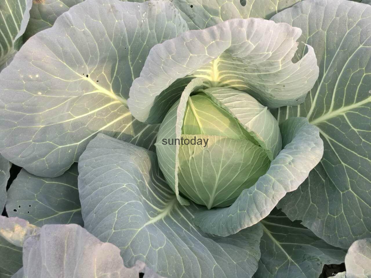 Sutnoday compact flat dark green cabbage seeds 31003 suntoday