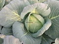 Sutnoday compact  flat dark green cabbage seeds 3