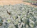 Sutnoday compact  flat dark green cabbage seeds 5