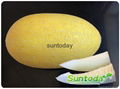 SutnodayYellow rind with white-green flesh melon seeds 1