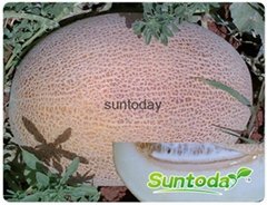 SutnodayAnanas type White flesh melon seeds