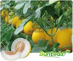 Sutnodaydark yellow rind with white flesh melon seeds