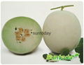 Sutnodaywhite rind with yellow colour green flesh melon seeds 1