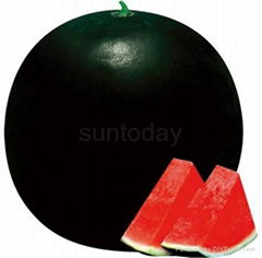 Sutnoday Hybrid watermelon seedless seeds