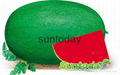 Sutnoday Hybrid oblong and uniform watermelon seed seeds 1