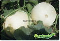 SutnodayIce Easy picking.early maturity,white rind with white flesh  melon seeds 1