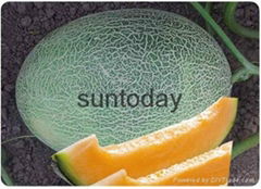 Sutnoday Early maturity,netted type melon,oblong shape