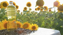 Refind Sunflower oil