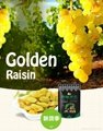 Golden Raisins 5