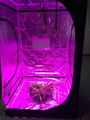 WIFI High Par Value LED Plant Grow Light  600w 5