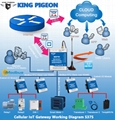 King Pigeon with Industrial Display