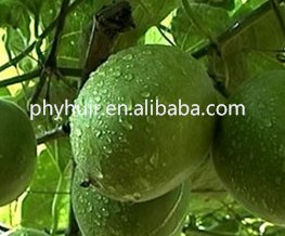 Luo Han Guo Extract, Monk Fruit Extract