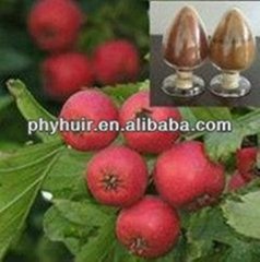 Good pricelowest price Hawthorn fruit P.E.
