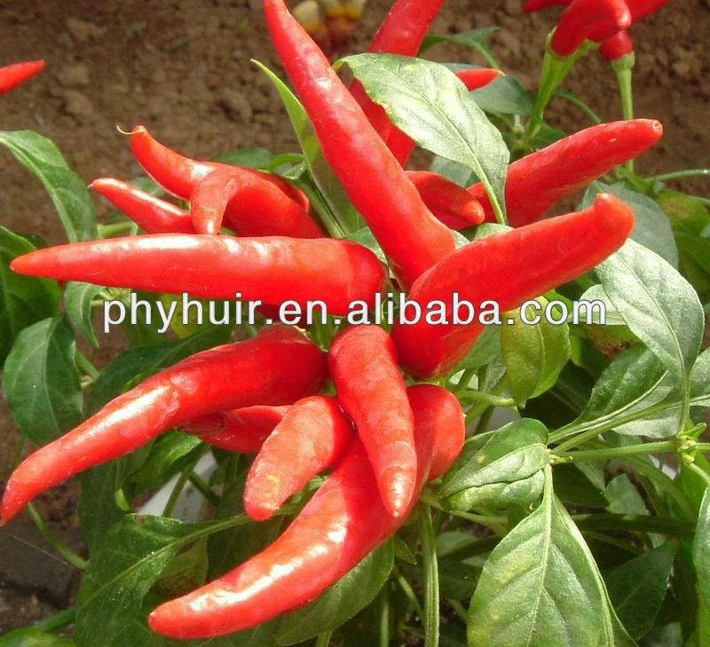 High quality low price in China Capsaicinoids Red Chilli Extract 95%