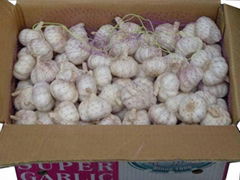 fresh garlic 