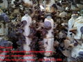 Wood ear mushroom (dried black fungus) from Vietnam 4