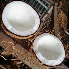 New Ariival  Fresh Coconut Semi-Husked 