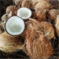 New Ariival  Fresh Coconut Semi-Husked  2