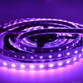 Jercio Individually addressable 60leds/m SK6812-W  Flexible LED strip  5