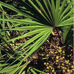 Saw Palmetto extract---New Mstar---Simin