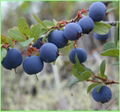 Bilberry extract---New Mstar---Simin 1