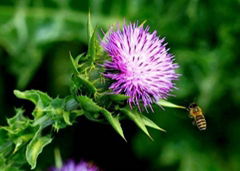 Milk Thistle extract---New Mstar---Simin