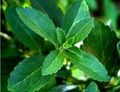 Stevia extract---New Mstar---Simin 1