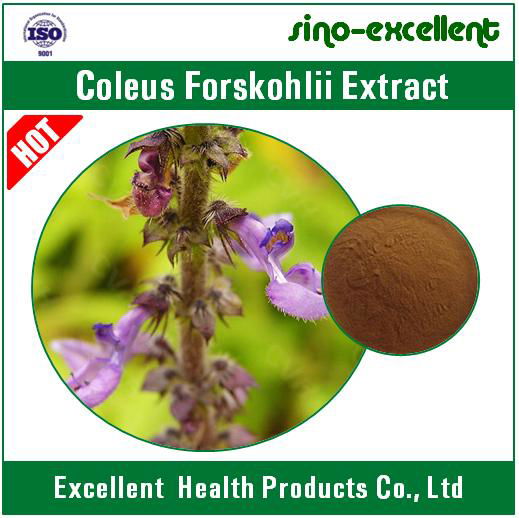 Natural Coleus Forskohlii Extract Forskolin 5