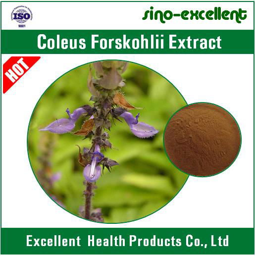 Natural Coleus Forskohlii Extract Forskolin 4