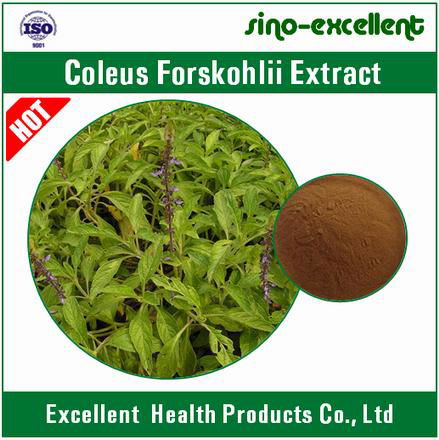 Natural Coleus Forskohlii Extract Forskolin 3
