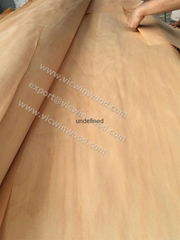 Rotary cut agathis veneer