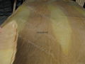 Rotary cut birch veneer