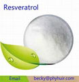 Whosale price bulk pure natural trans resveratrol 98% 99% 1