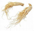 High quality Ginseng Extract 80% 1