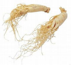 High quality Ginseng Extract 80%