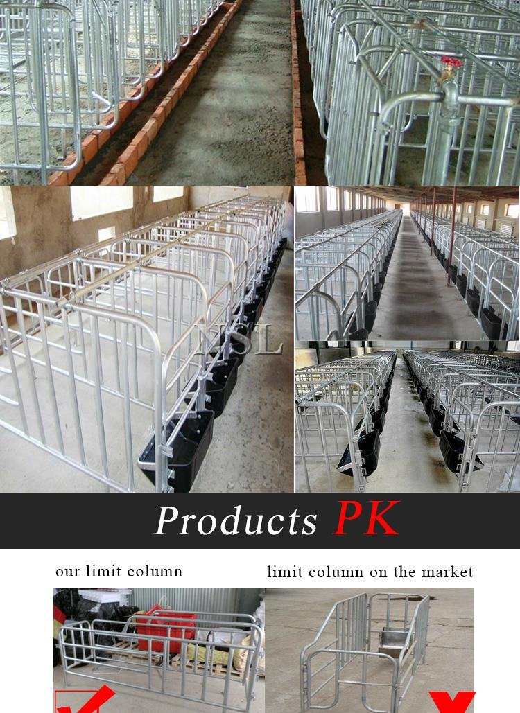 manufacturers of pig equipment gestation stall 3