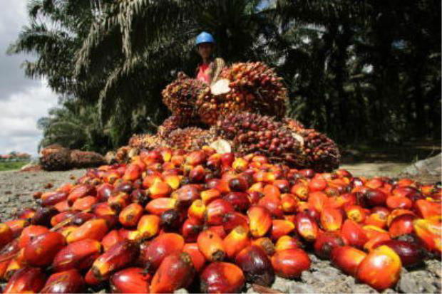 Palm oil and Sunflower oil