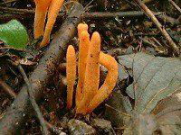 cordyceps sinensis mycelium extract 3