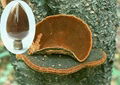 phellinus igniarius extract