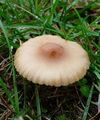 marasmius androsaceus mycelium extract