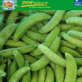 Cheap price! IQF frozen sugar snaps for sale 2